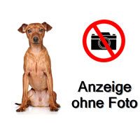 Suche Zwergpinscher Welpen 1-5 Monate