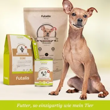 Welches Futter für Zwergpinscher?