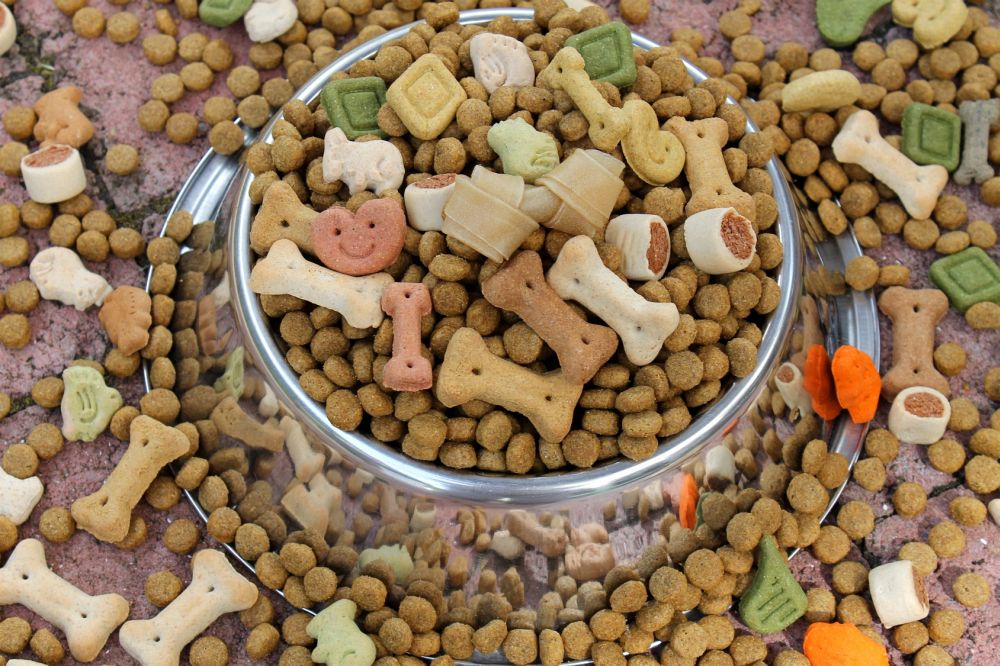 Zwergpinscher Ernährung und Futter - Trocken ODer Nassfutter F%C3%BCr Den Zwergpinscher