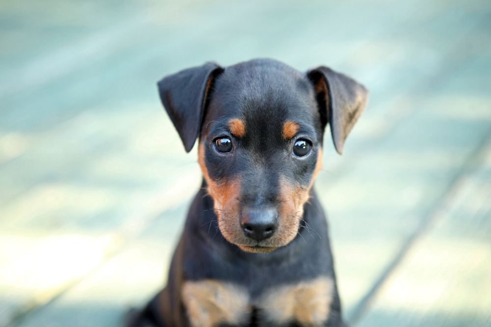 süß, süßer, Zwergpinscher Welpe