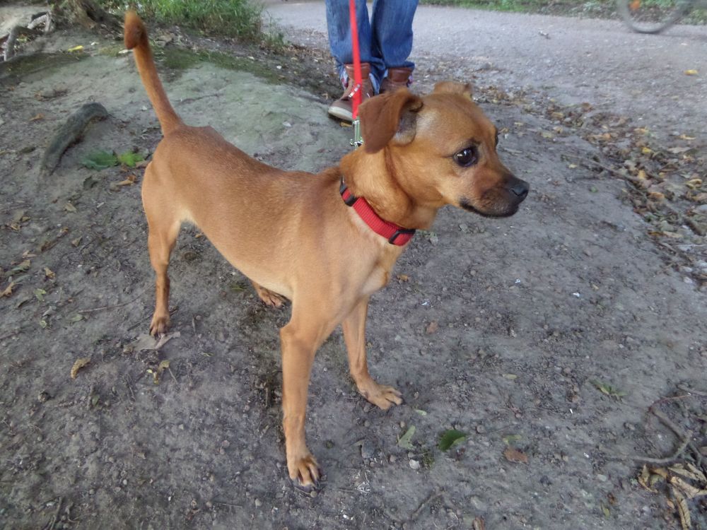 Zwergpinscher Mischling