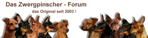 Zwergpinscher Forum von http://www.das-zwergpinscher-forum.de/