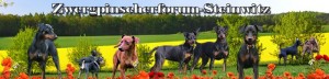 Zwergpinscher Forum Steinwitz