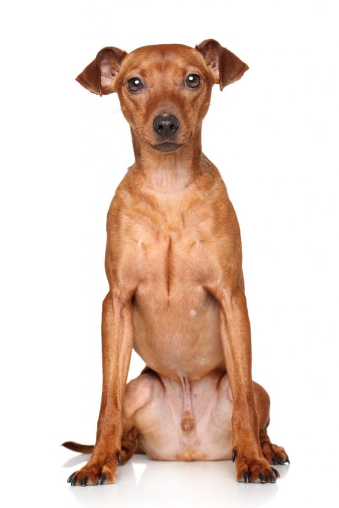 Alter Zwergpinscher