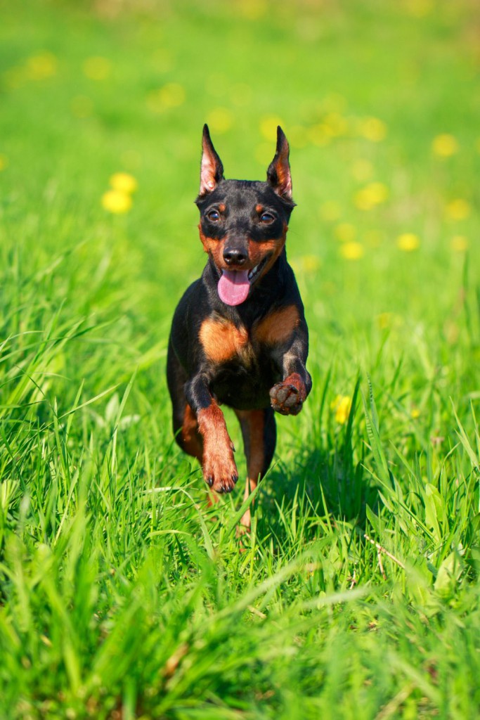 Bewegung für ein langes Zwergpinscher Leben