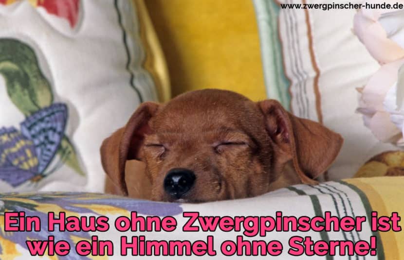 Zwergpischer Zitate und Sprüche Zwergpinscher Hunde
