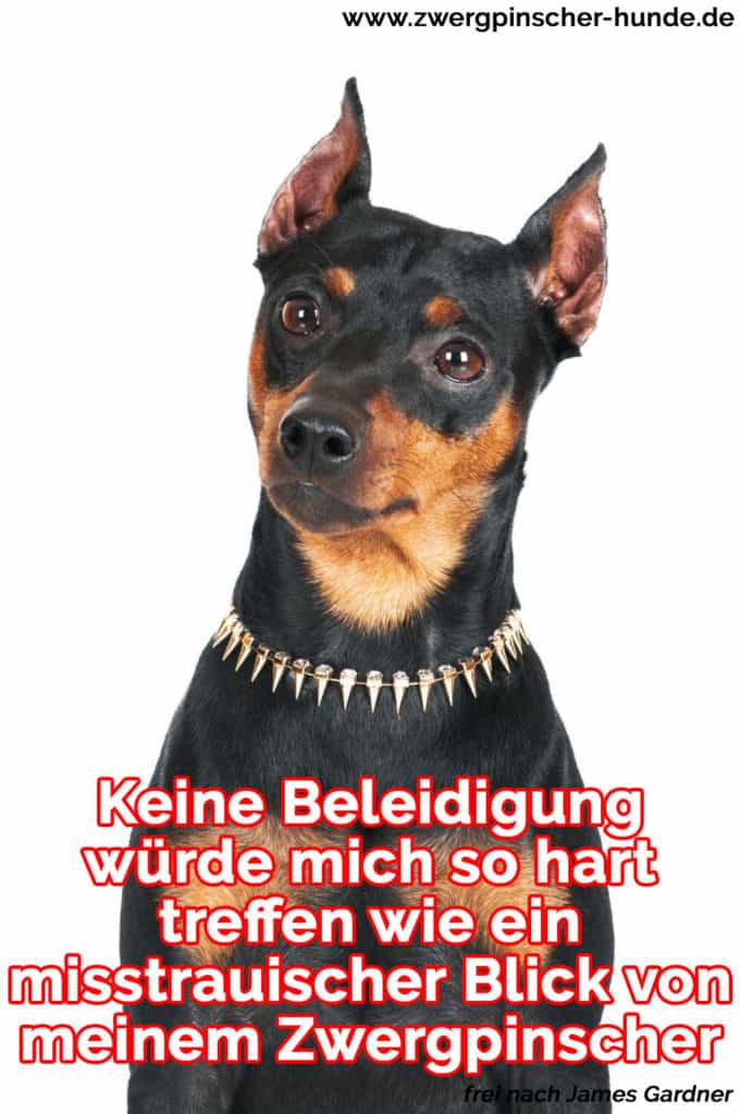 Zwergpischer Zitate und Sprüche Zwergpinscher Hunde