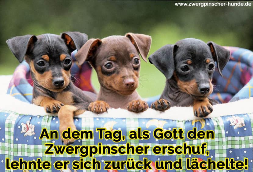Zwergpischer Zitate und Sprüche Zwergpinscher Hunde