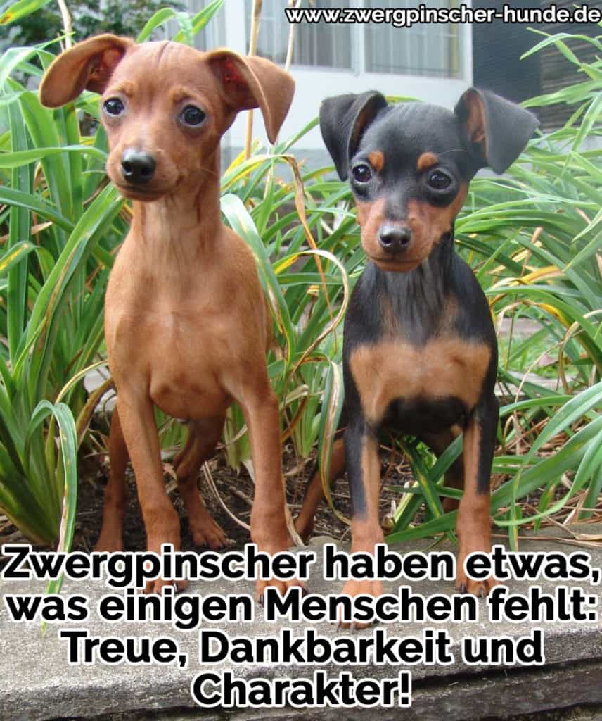 Zwergpischer Zitate und Sprüche Zwergpinscher Hunde