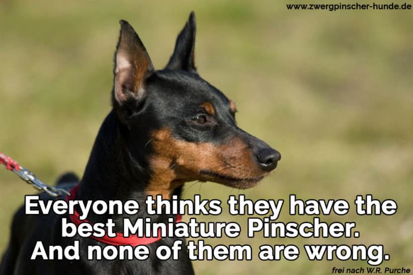 Zwergpischer Zitate und Sprüche Zwergpinscher Hunde