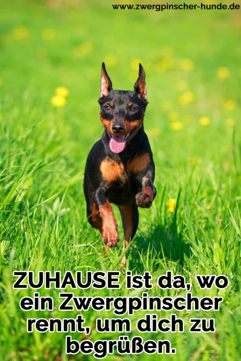 Zwergpischer Zitate und Sprüche Zwergpinscher Hunde