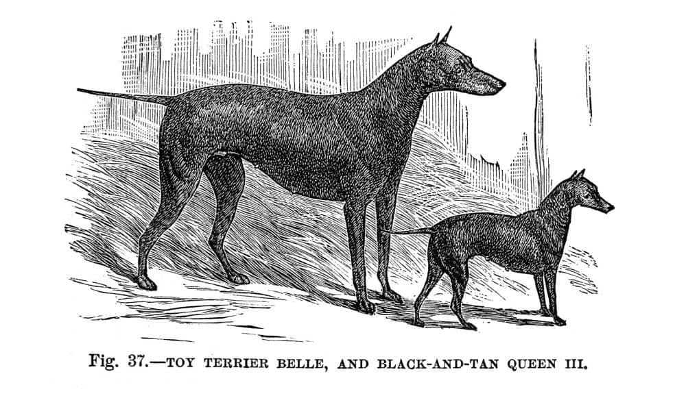 Toy Terrier Belle und Black and Tan Queen II