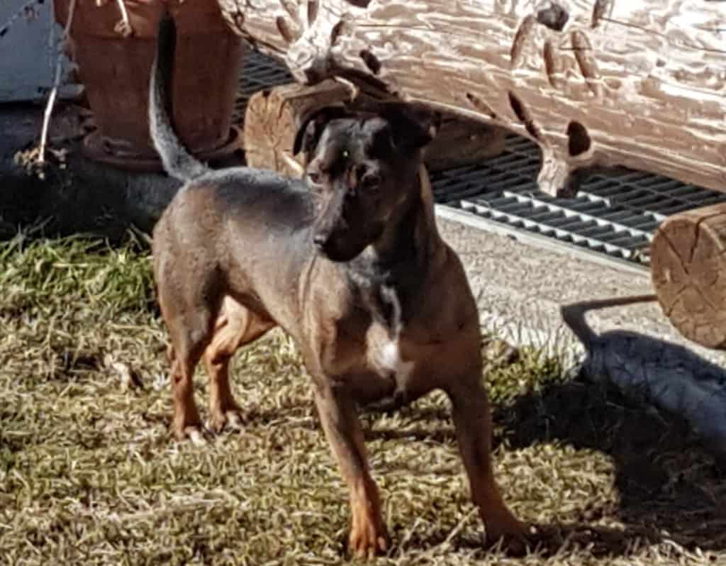 Zwergpinscher Dackel Mix