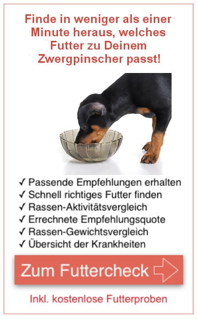 Futter Zwergpinscher