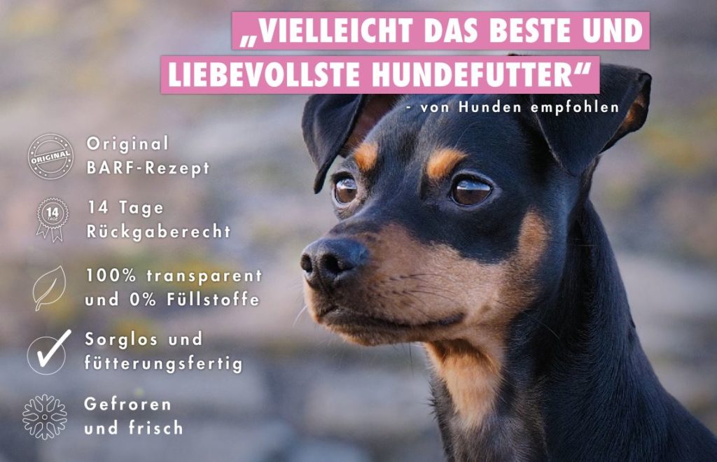 Zwergpinscher BARFen - Einfach und mit ganz viel Liebe!