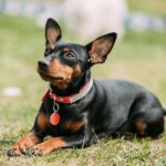 Hilf einem Zwergpinscher in Not bzw aus dem Tierheim!