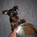 Zwergpinscher Ernährung und Futter
