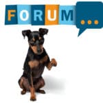 Zwergpinscher Forum - Fragen und Antworten zum Zwergpinscher