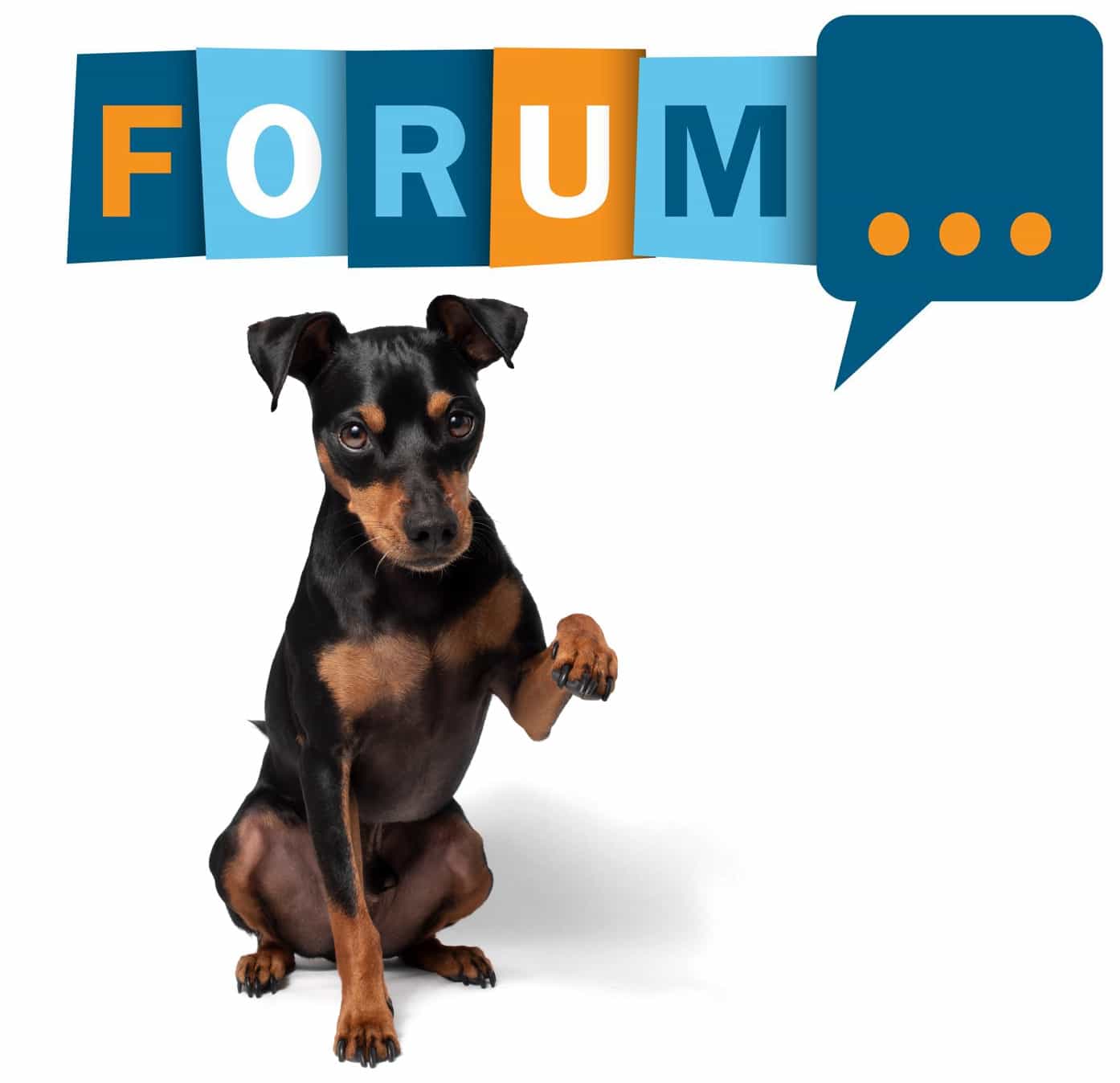Zwergpinscher Forum - Fragen und Antworten zum Zwergpinscher