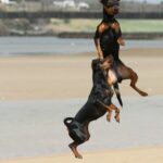 Zwei Zwerginscher im Urlaub am Strand