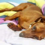 Zwergpinscher ist krank - wann muss ich mit meinem Hund zum Tierarzt?