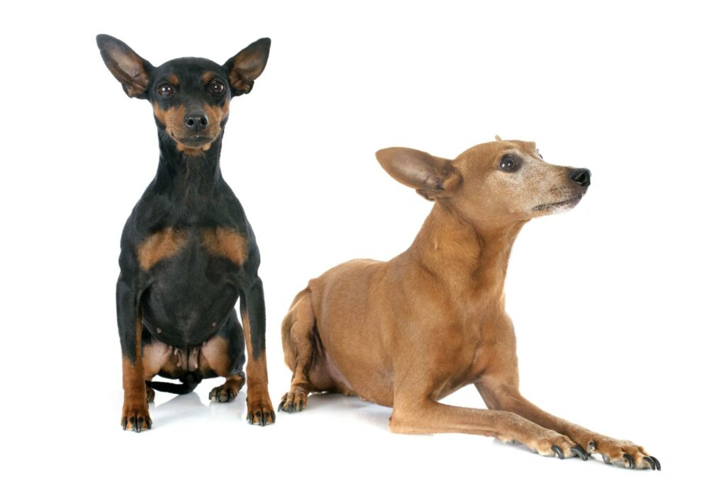 Zwergpinscher Lebenserwartung Zwergpinscher Hunde
