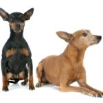 Zwergpinscher Lebenserwartung, Lebensdauer. Was kann ich tun damit mein Zwergpinscher alt wird?