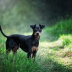 Zwergpinscher Foto im Wald