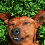 Lustiges vom und mit Zwergpinscher