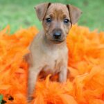 Gesunde Welpen beim seriösen Zwergpinscher Züchter finden