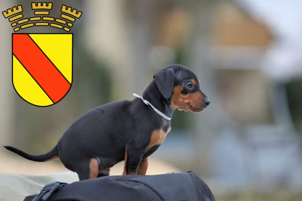 Zwergpinscher Züchter mit Welpen Baden-Baden, Baden-Württemberg