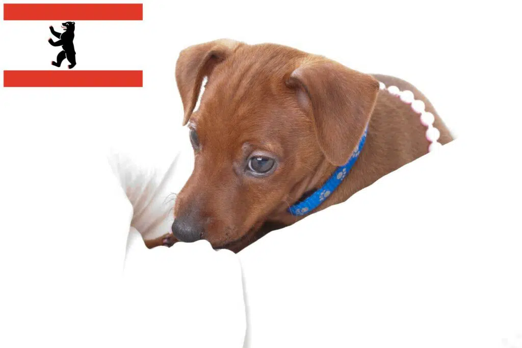 Zwergpinscher Züchter mit Welpen Berlin, Berlin