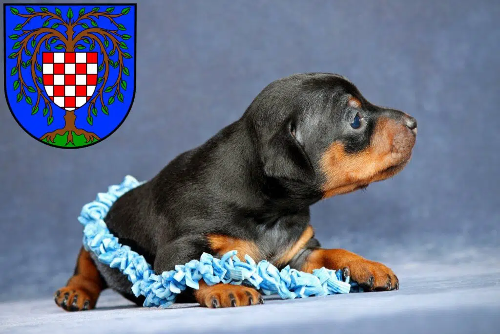 Zwergpinscher Züchter mit Welpen Birkenfeld (Nahe), Rheinland-Pfalz