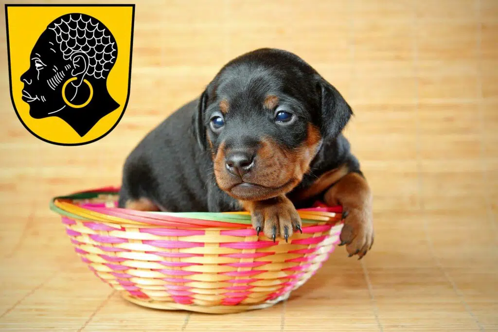 Zwergpinscher Züchter mit Welpen Coburg, Bayern