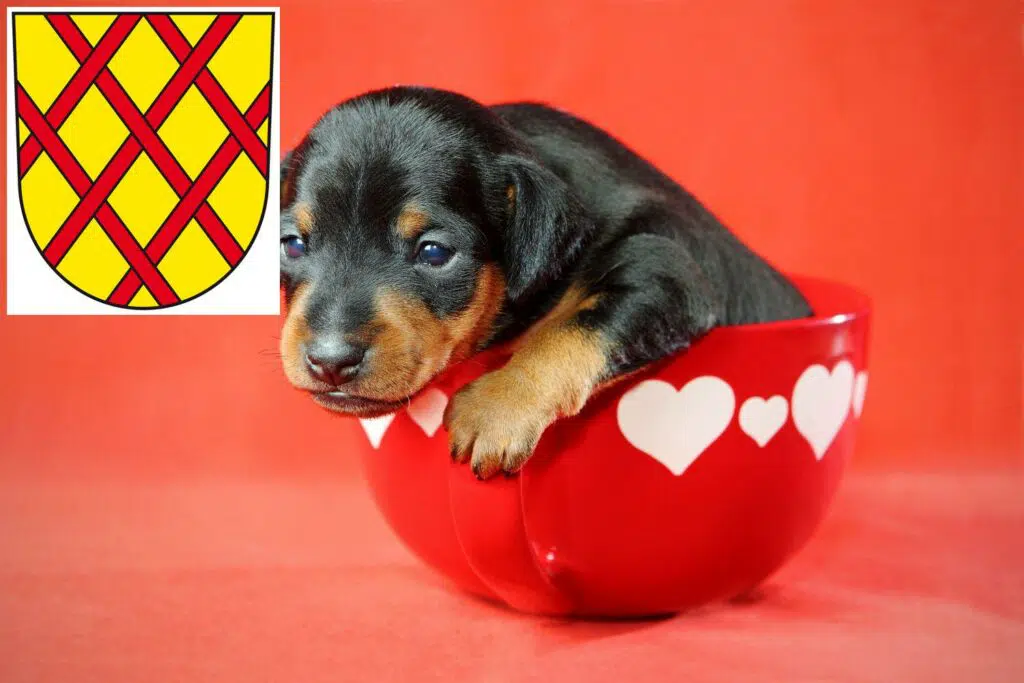 Zwergpinscher Züchter mit Welpen Daun, Rheinland-Pfalz