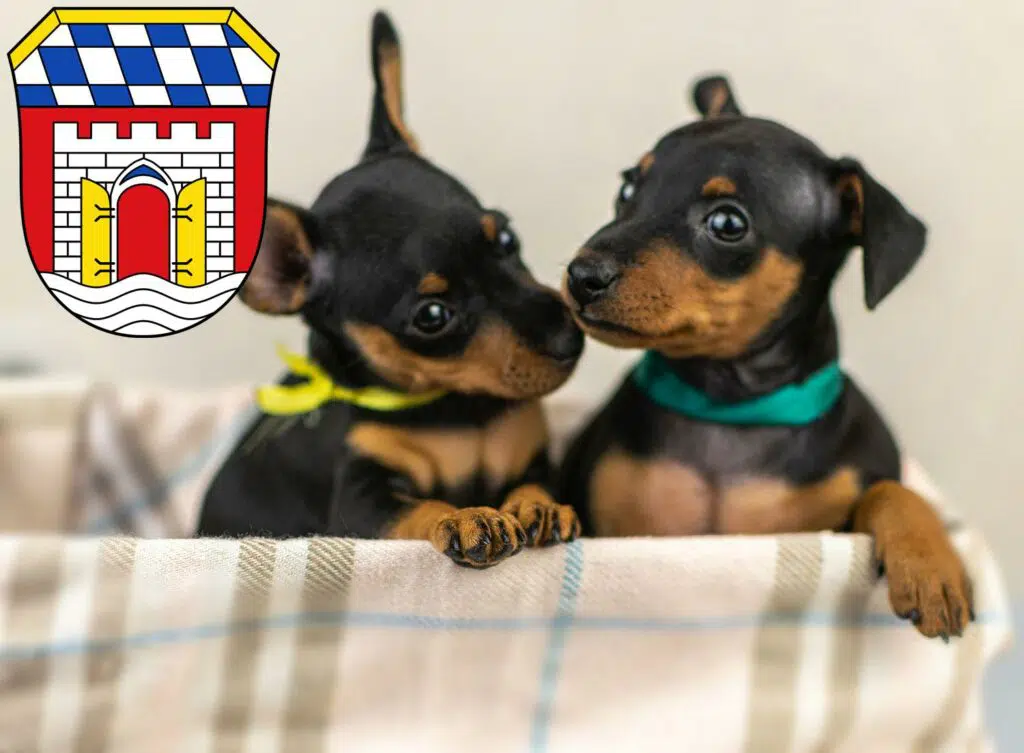 Zwergpinscher Züchter mit Welpen Deggendorf, Bayern