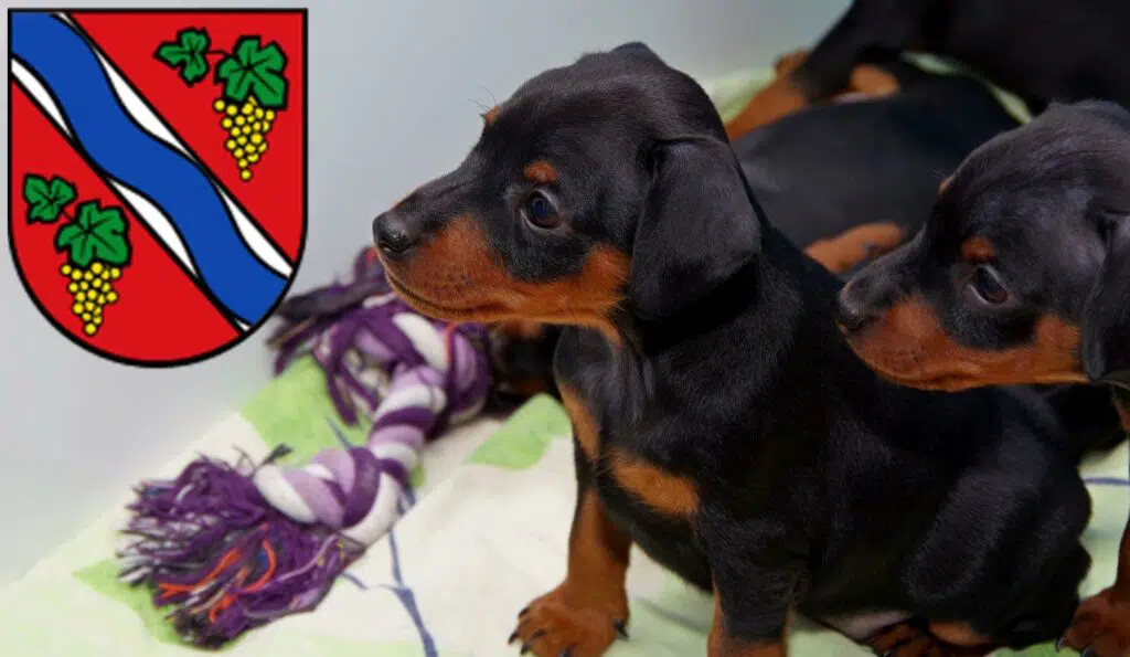 Zwergpinscher Züchter mit Welpen Dietzenbach, Hessen