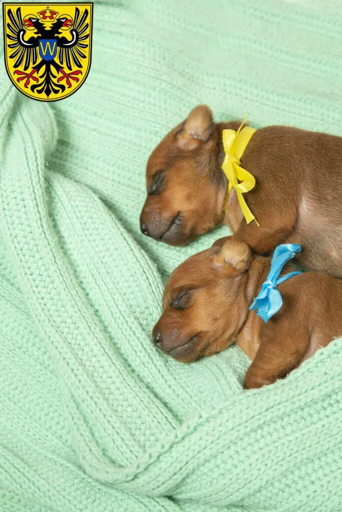 Zwergpinscher Züchter mit Welpen Donauwörth, Bayern