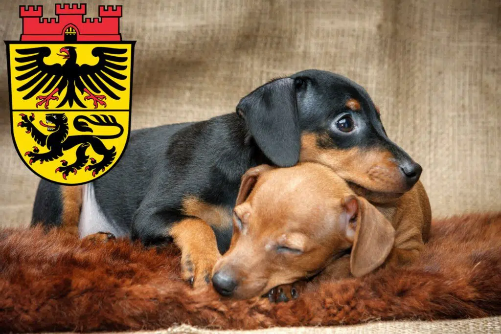 Zwergpinscher Züchter mit Welpen Düren, Nordrhein-Westfalen