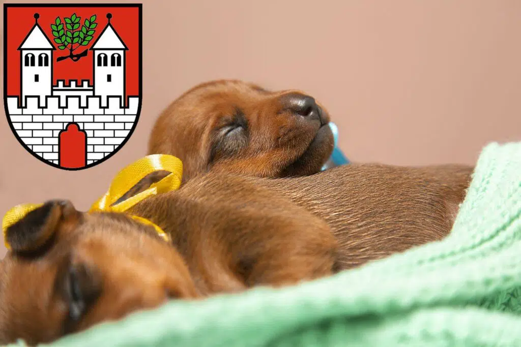 Zwergpinscher Züchter mit Welpen Eschwege, Hessen