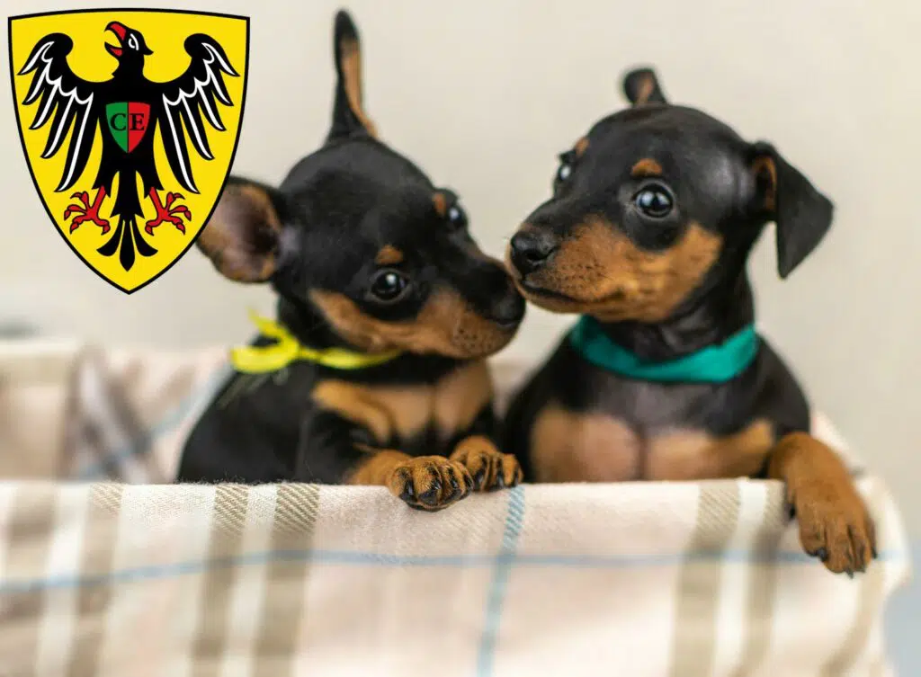 Zwergpinscher Züchter mit Welpen Esslingen am Neckar, Baden-Württemberg