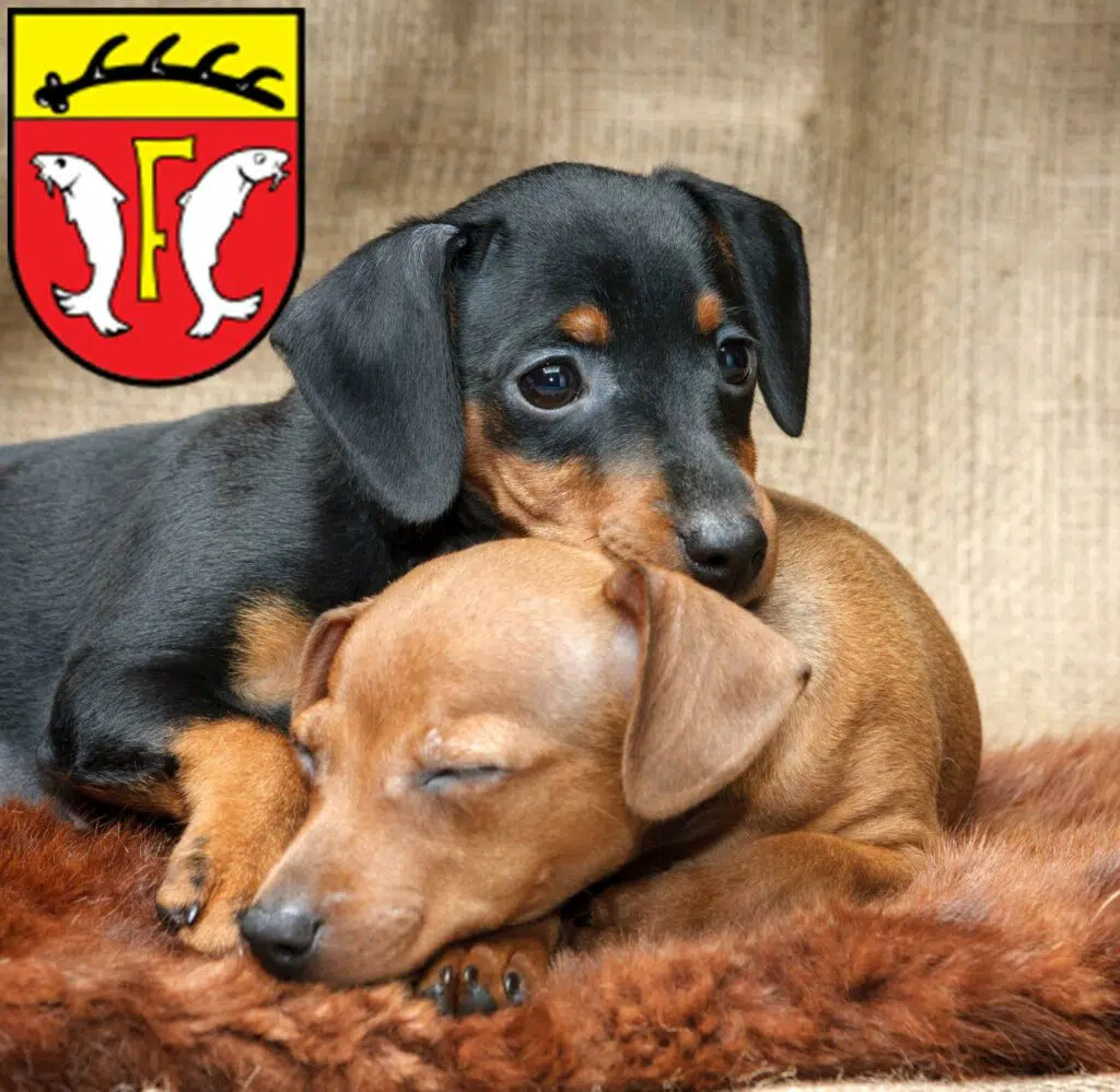 Zwergpinscher Züchter mit Welpen Freudenstadt, Baden-Württemberg