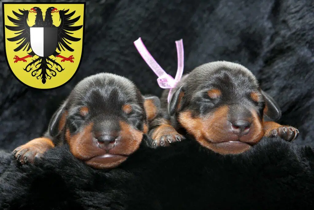 Zwergpinscher Züchter mit Welpen Friedberg (Hessen), Hessen