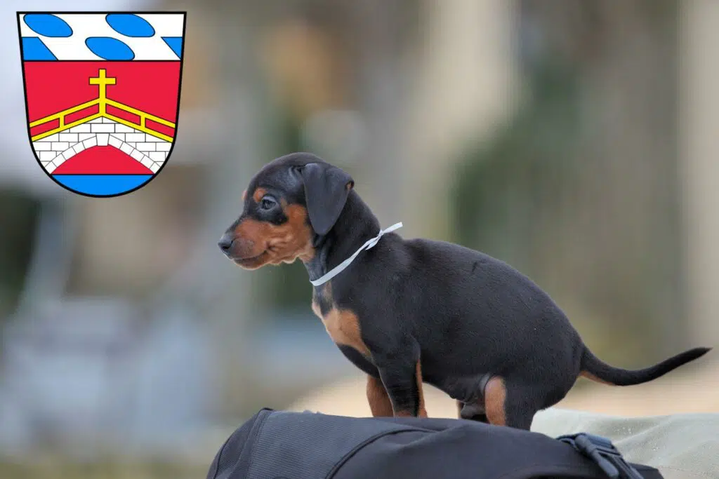 Zwergpinscher Züchter mit Welpen Fürstenfeldbruck, Bayern