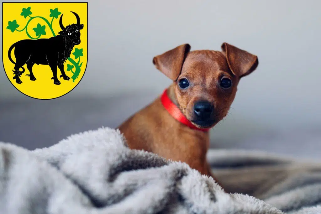 Zwergpinscher Züchter mit Welpen Güstrow, Mecklenburg-Vorpommern