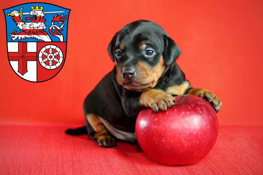 Zwergpinscher Züchter mit Welpen Heppenheim (Bergstraße), Hessen