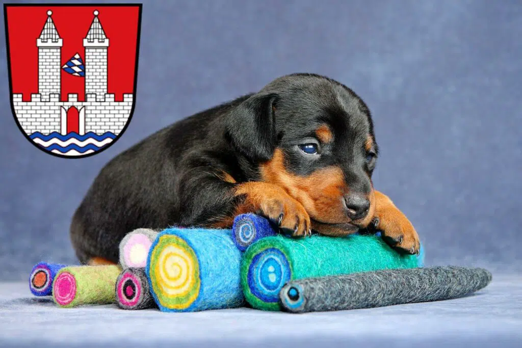 Zwergpinscher Züchter mit Welpen Kelheim, Bayern