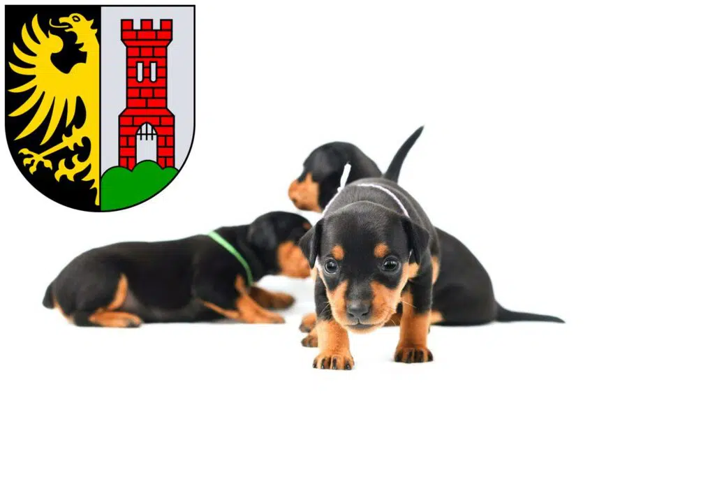 Zwergpinscher Züchter mit Welpen Kempten (Allgäu), Bayern