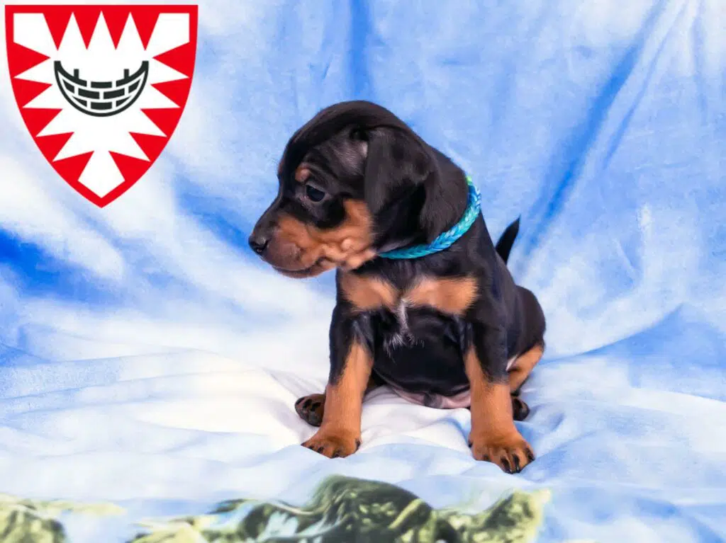 Zwergpinscher Züchter mit Welpen Kiel, Schleswig-Holstein