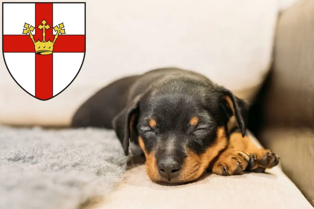 Zwergpinscher Züchter mit Welpen Koblenz, Rheinland-Pfalz